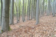 Ein älterer Buchenwald mit viel Laub am Boden