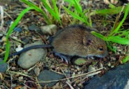 grau-braune Maus auf Waldboden