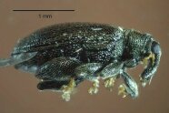 Ein Rynchaenus fagi- Käfer in Nahaufnahme. Er ist nur ca. 2 mm groß, wie eine Skala zeigt.
