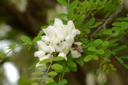 Honigbiene an weißer, traubenförmigen Blüte einer Robinie