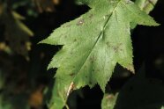 Grünes Blatt mit dunklen Punkten auf der Blattoberfläche.