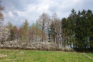 Waldrand aus Laub- und Nadelbäumen mit vorgelagerten weiß blühenden Sträuchern.