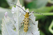 Ein grün gelber Käfer mit schwarzen Punkten und langen Fühlern