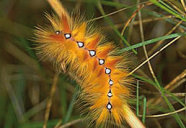 Raupe mit langen orangefarbenen Haaren und einem schwarz-weißen, karoförmigen Muster auf dem Rücken.