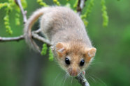 Eine Maus auf einem Zweig
