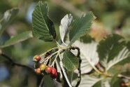 Rote Beerenfrüchte an Mehlbeerenzweig.
