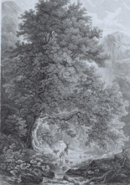 Kupferstich, der einen großen Bergahorn zeigt.