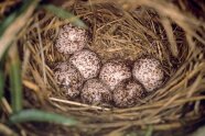 7 weiß-braun gesprenkelte Eier des Waldlaubsängers liegen in einem Nest aus Stroh