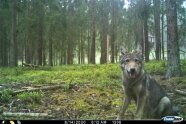 Wolf sitzt vor Wildkamera im Wald.