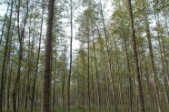 Das Bild zeigt einen Waldausschnitt mit vielen Laubbäumen. Es sind viele Baumstämme zu sehen und die bereits grünen Kronen am oberen Bildrand.
