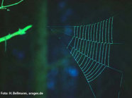 Das Bild zeigt ein Spinnennetz mit dreieckiger Form.