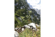 Blick ins Gebirge mit einer Mehlbeere im Zentrum.