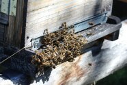 Am Eingang des Bienenstocks ist eine Traube von Bienen und vereinzelt Hornissen dazwischen.