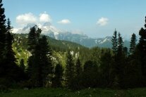 Alpenpanorama mit Wald im Vordergrund.