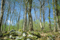 w61 Naturwaldreservate - „Forschungs-Gucklöcher“ in natürliche Waldprozesse