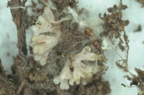 Pilzspuren an der Kiefer - Ektomykorrhiza