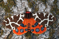 Schmetterling mit braun-weiß gescheckten Vorderflügeln und rot-grau gescheckten Hinterflügeln.