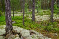Lichter Kiefernwald mit grünen und weißen Flechten am Boden