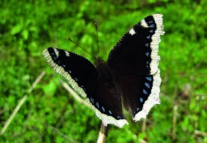Schwarzer Schmetterling mit weißem Rand, der von blauen Punkten gesäumt ist.