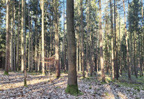 Blick auf einen Roteichenbestand