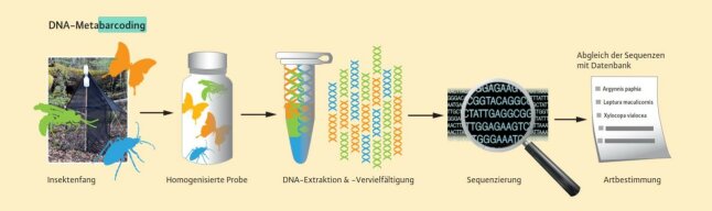 Ein Flussdiagramm zeigt den Ablauf des DNA-Metabarcodings