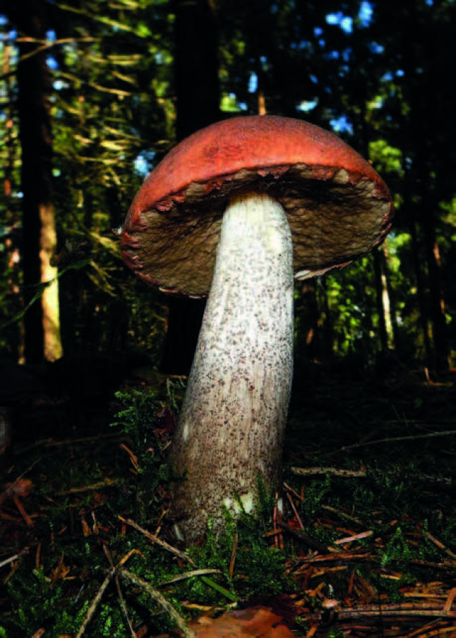 Pilz mit weißem Stamm und rot-brauner Kappe