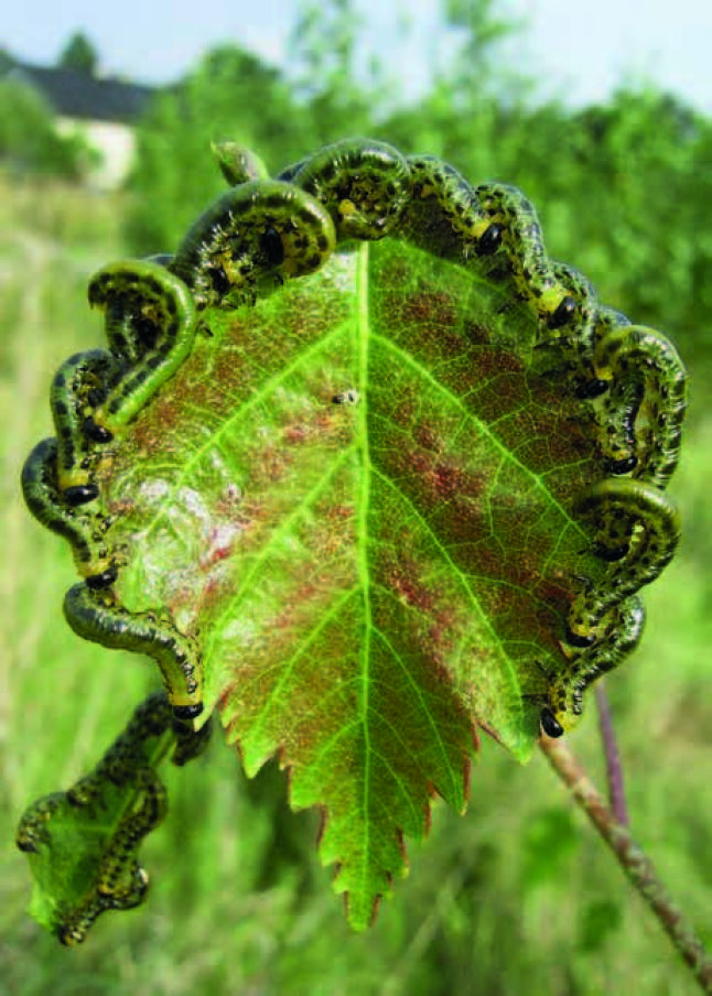 Blatt mit entlang des Blattrandes klebenden grünen Raupen