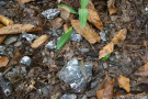 Braune Blätter sowie junges Grün auf dem Boden