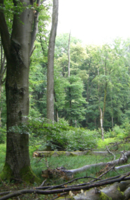 Lichtung mit Totholz in einem dichten Laubwald