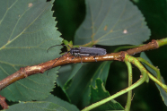Länglicher grauer Käfer mit langen Fühlern krabbelt auf Lindenzweig.