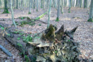 a83 - Die bayerischen Naturwaldreservate im Fokus