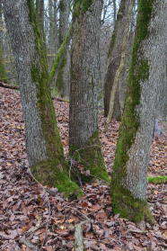 Drei eng beieinander stehende Laubbäume in altem Laubwald.