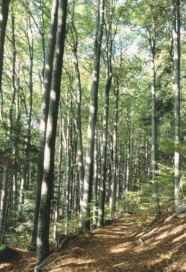 Laubbedeckten Waldweg in einem dichten Mischwald.