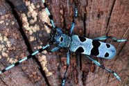 Alpenbock: Blaugrundiger Käfer mit großen schwarzen Flecken