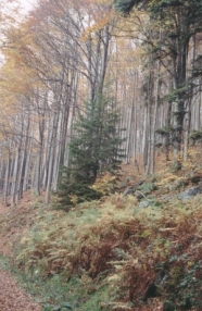 Laubmischwald am Hang im Herbst.