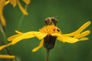 Gelbe Blüte, auf der eine Biene sitzt (Nahaufnahme)