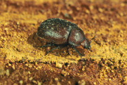 Kurzschröter: runder, brauner Käfer