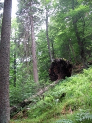 Umgestürzter Baum im Steilhang.