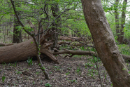 Umgestürzte alte Bäume in einem Laubmischwald.