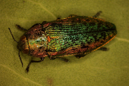 Brau-grün-goldener Käfer mit schwarzen Punkten auf Blatt.