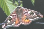 Braun-grauer Schmetterling mit auffallenden runden Flecken auf den Flügeln