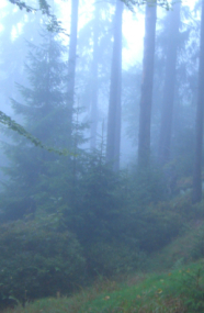 Verjüngung im Mischwald am Hang im Nebel 