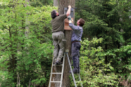 Zwei Männer stehen auf jeweils einer Leiter und hängen gemeinsam an einem Baum einen Nistkasten auf