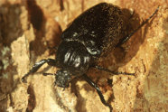 Eremit: Rundlicher, schwarzer Käfer