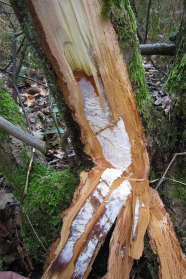 Stehender Totholzstamm, desen vorderer Teil herausgebrochen ist. Im inneren Holz sind Rotfäule und ein weißes Pilzgeflecht erkennbar.
