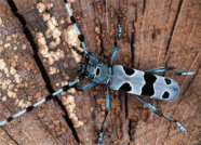 Blauer schwarz gepunkteter Käfer auf mit Pilzen besiedeltem Baumstumpf.