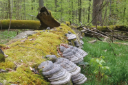 Pilze wachsen auf liegendem Totholz, gemeinsam mit Moosen
