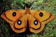 Schmetterling "Nagelfleck"