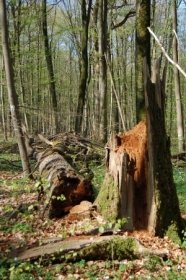 Abgebrochener Baum im Laubwald.