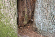 Höhle in einem Baum